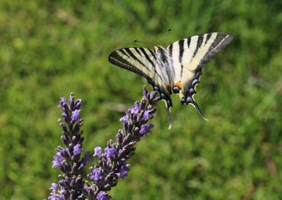 La Chiffonnière - Jardin papillon beau