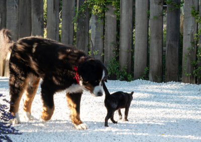 La Chiffonnière - Chat et chien